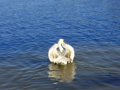 Mazury, żeglowanie po Mazurach, porty na Mazurach, ptaki wodne na Mazurach, łabędzie, rodzina łabędzi, walka o terytorium