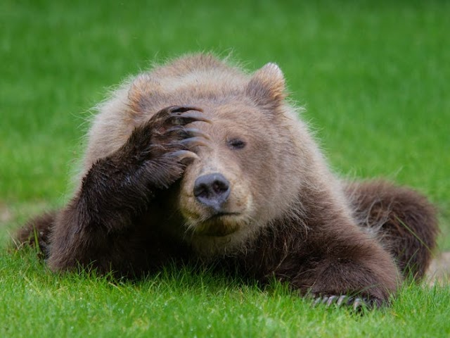 Coastal Brown Bear Cub with Headache by Danielle D'Ermo. Courtesy of Comedy Wildlife Photo Awards