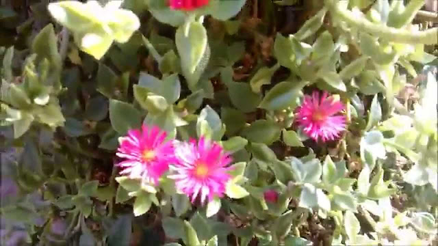 A floração se estende durante o ano todo, por causa do seu ciclo de vida perene. As flores são muito atrativas para insetos como abelhas e borboletas, ajudando a enfeitar os jardins externos. É também uma planta que pode ser ingerida, se aproximando do espinafre em termos de sabor.