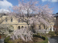 中庭しだれ桜