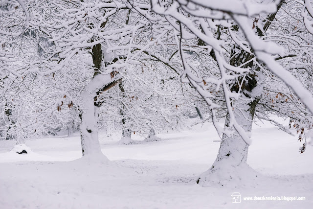 Marradi castagneto sotto la neve