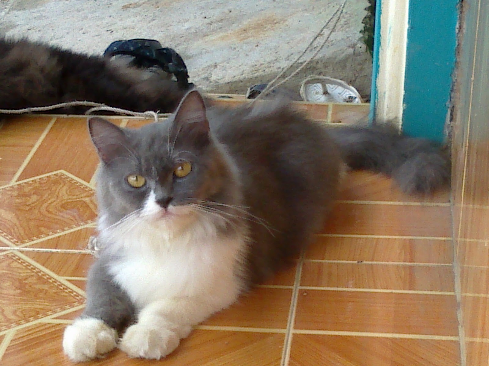  Kucing  Persia  Anggora Di jual di Lampung Kucing  Persia  
