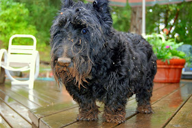 Cute dogs - part 9 (50 pics), dog gets dirty after playing in the mud