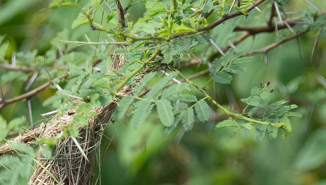 The Birds Of The Deccan Grasslands