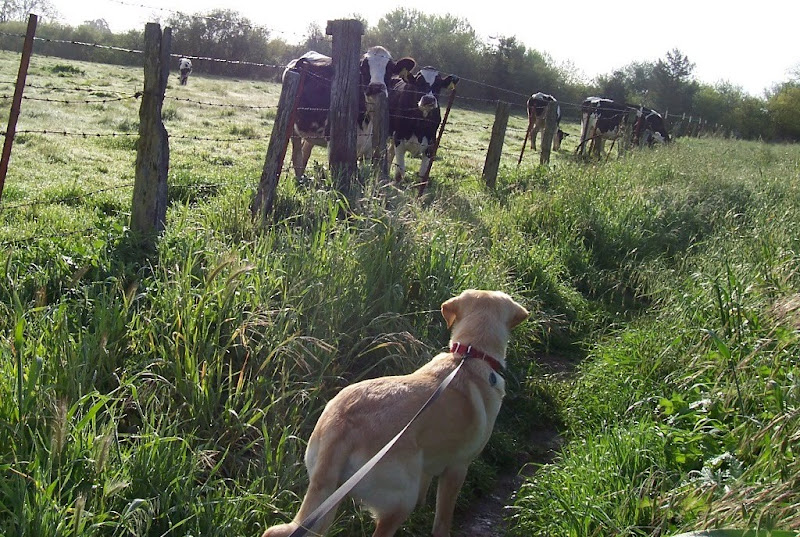 cabana standing on a narrow dirt path flanked by grass, with a few cows looking at her on the other side of the barbed wire fence, the cows are maybe 10 feet away