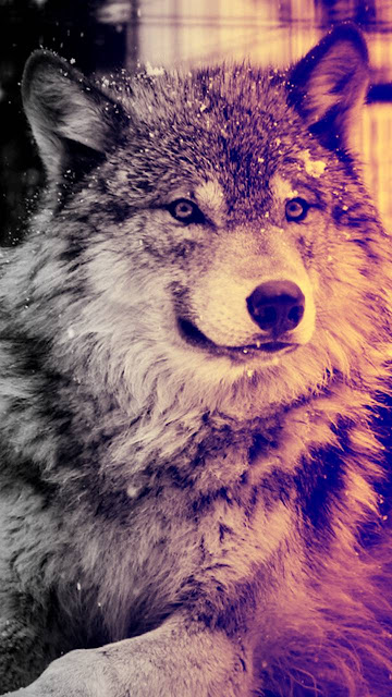 wolf HD photos img