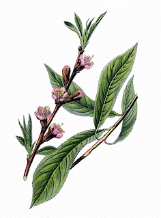 Prunus persica