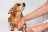 dog grooming tips