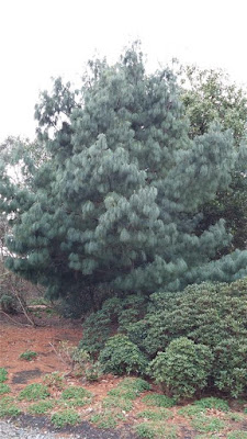 Pinus bhutanica - Bhutan white pine care and cultivation