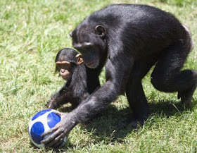 Funny animals playing soccer/football, funny animals, euro 2012, animals play football, animals play soccer