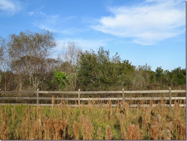 fenceIMG_5524