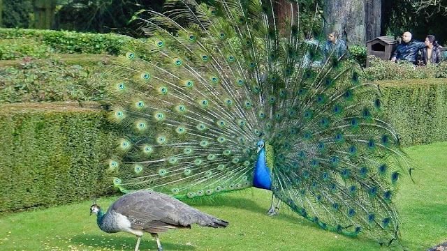 indian-peacocks