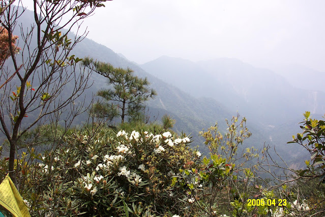 高山杜鵑