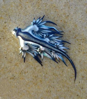 Beautiful Blue Dragon Seaslug