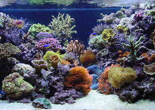http://reefkeeping.com/issues/2002-03/totm/index.php