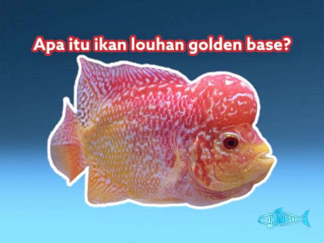 Ikan Louhan Golden Base