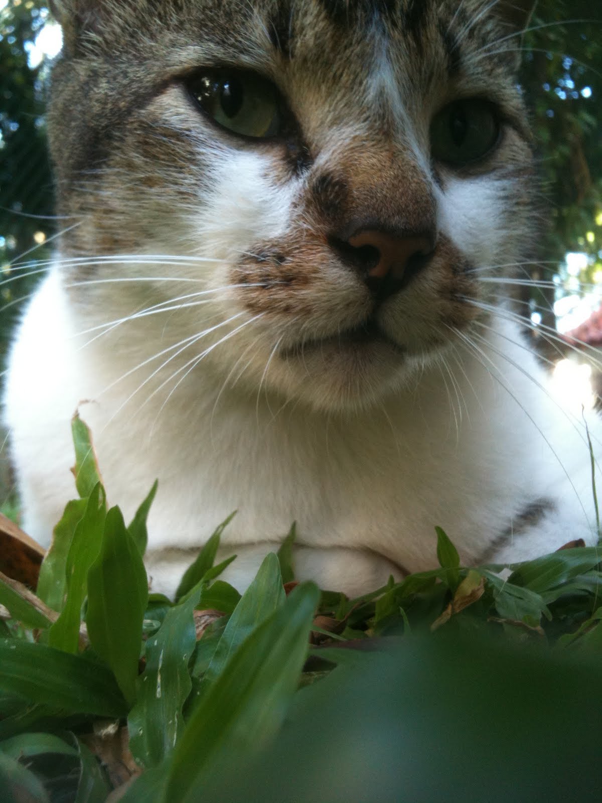 Singapore Community Cats  Handsome community cat  called 