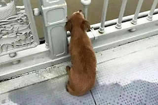 Perro con el corazón roto espera en el puente durante cuatro días después de presenciar a su dueño saltando al río