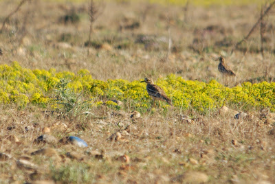 Tsjokpoat - Griel - Burhinus oedicnemus