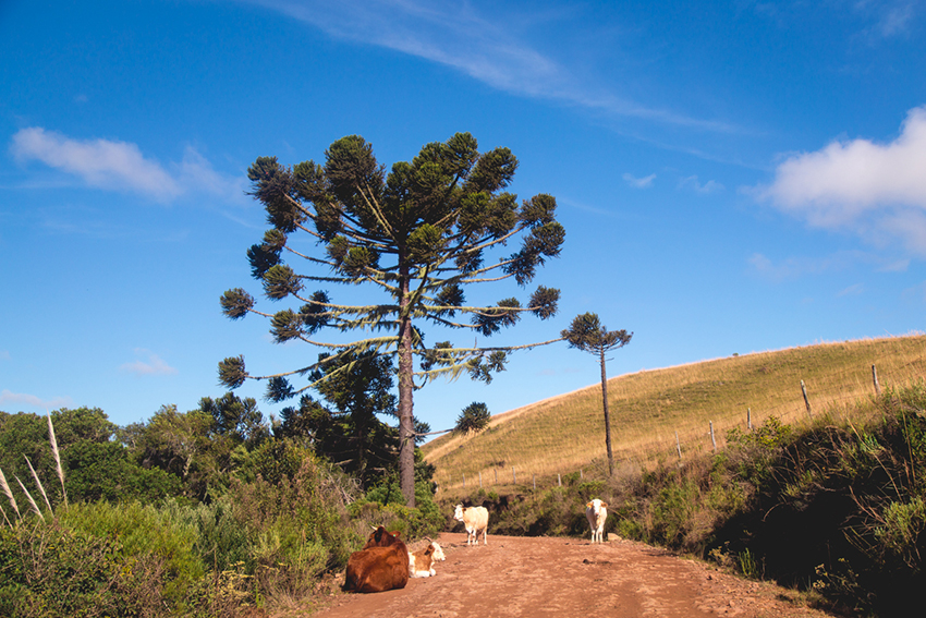 vacas na estrada - serra gaúcha