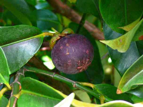 7 Manfaat Buah Manggis Bagi Kesehatan