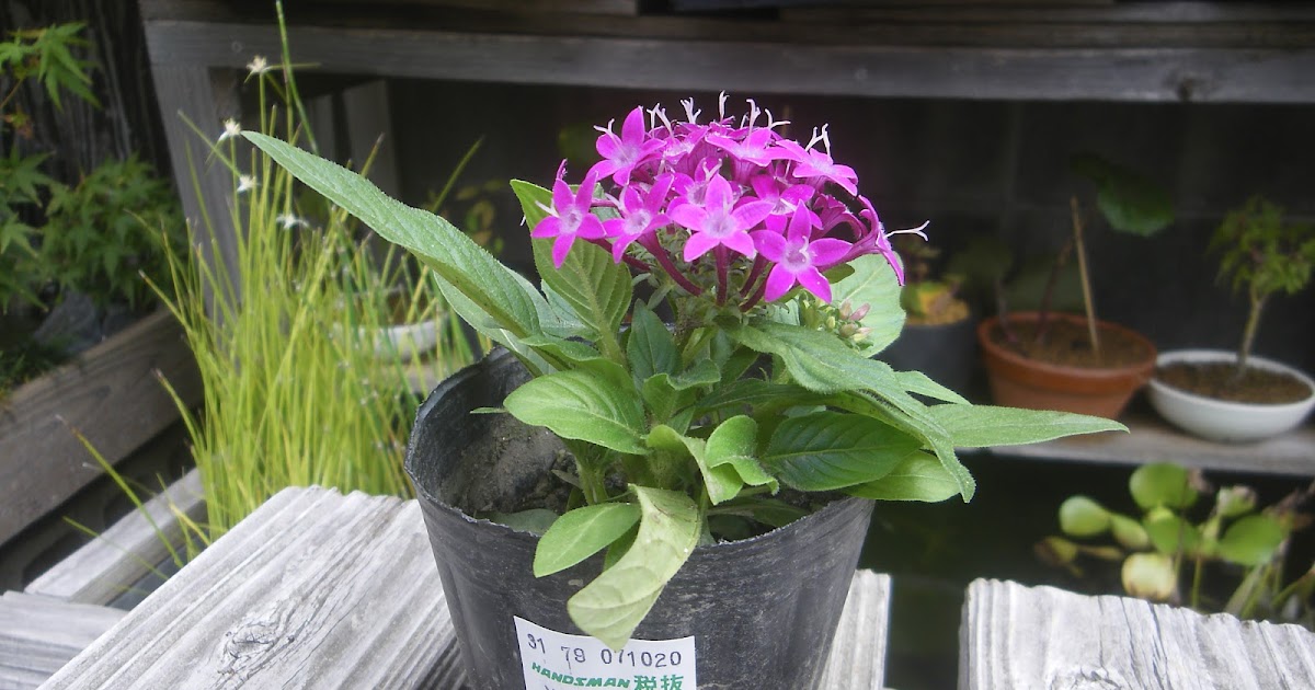 ペンタスの育て方 苗の植え付けから花を楽しみ 挿し芽や冬越しの記録 メダカの大工