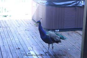 Eclectic Red Barn: Peacock on the Deck