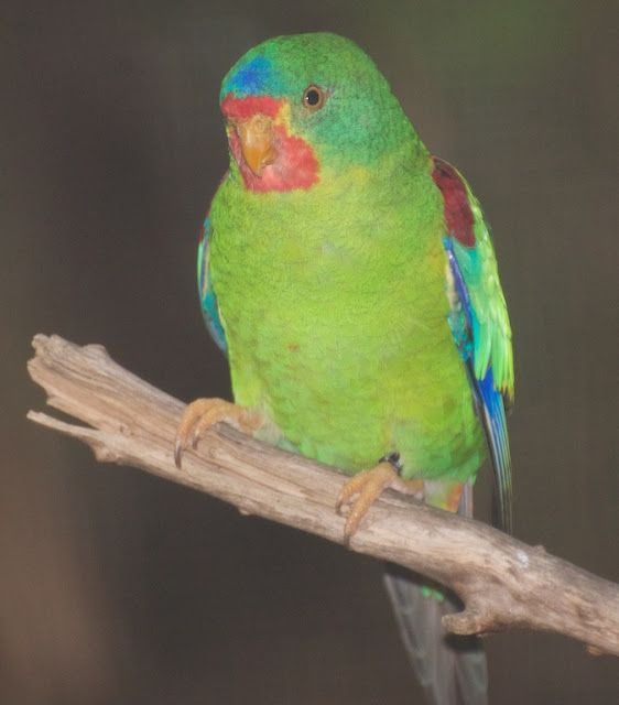 Swift Parrot (Lathamus discolor)