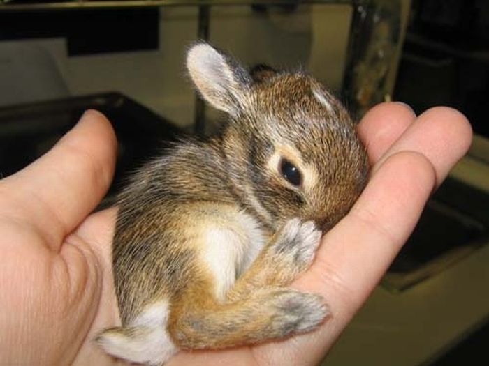 Tiny+Rabbit
