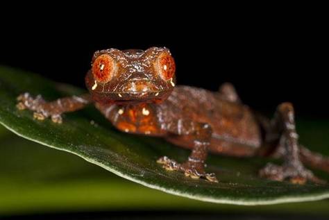 satanic leaf tailed gecko. satanic leaf-tailed gecko