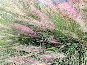 detail pink muhly grass close up