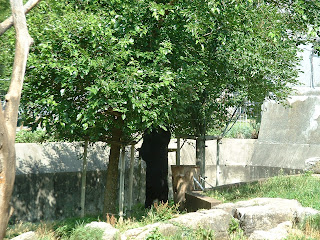 Ours dressé sur ses pattes