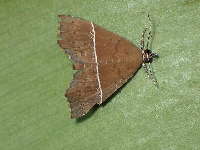 Catada vagalis