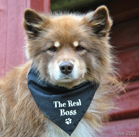 Nalle 003