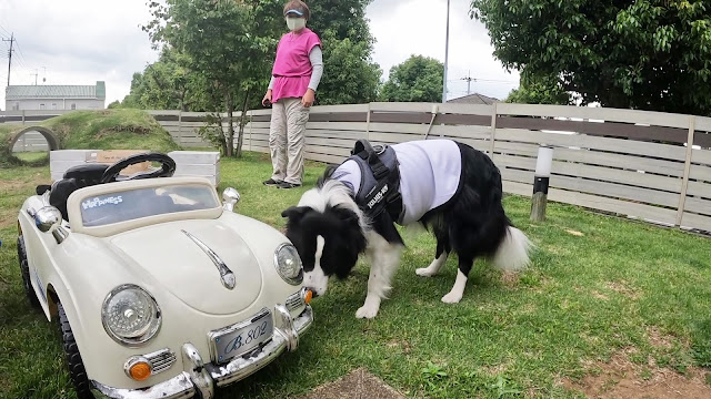 保護犬 ボーダーコリー トーマ 加恋ちゃん家