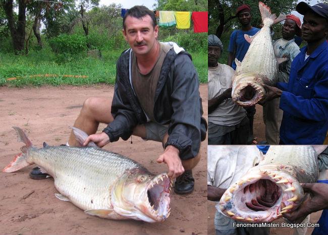 Ikan Piranha Besar Aneh Dan Menyeramkan