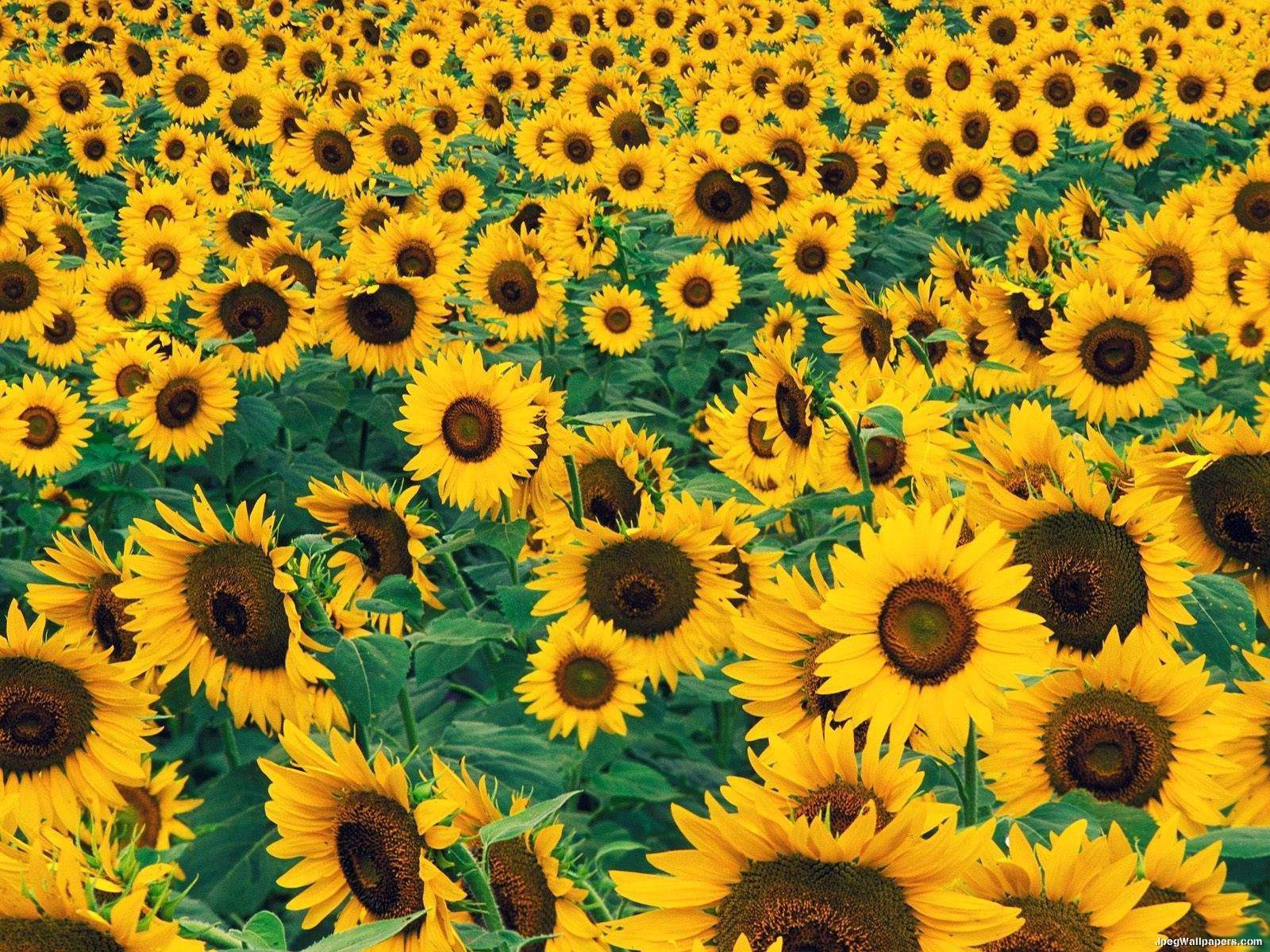 Download Aesthetic Sunflower Wallpaper Desktop Cikimm Com