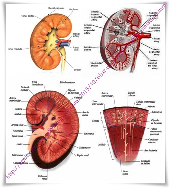 Obat Tradisional Nefritis Interstisial