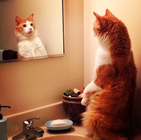 Funny cats - part 88 (40 pics + 10 gifs), cat stands in the sink looking at the mirror