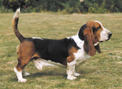 Basset Hound Dog Picture