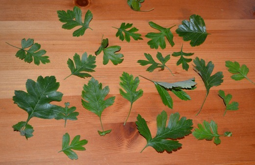 Hawthorn leaves