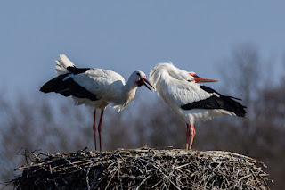 Wildlifefotografie Lippeaue Weißstorch Olaf Kerber