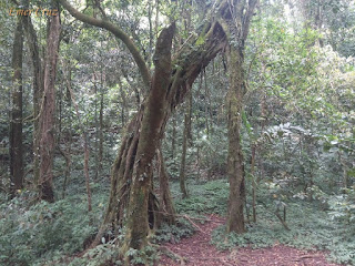 Pinoy Solo Hiker - Mt. Malipunyo