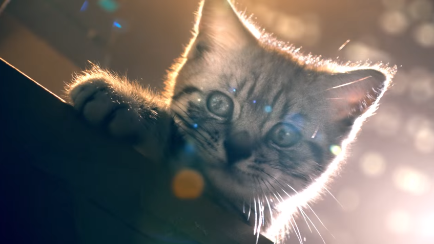 See This Tiny Cat Restores Law and Order In New Whiskas Ad Developed by BBDO Düsseldorf