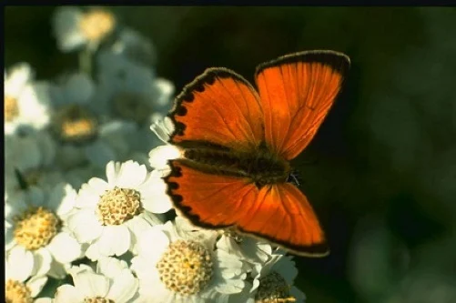 #PraCegoVer: Borboleta em flores brancas.