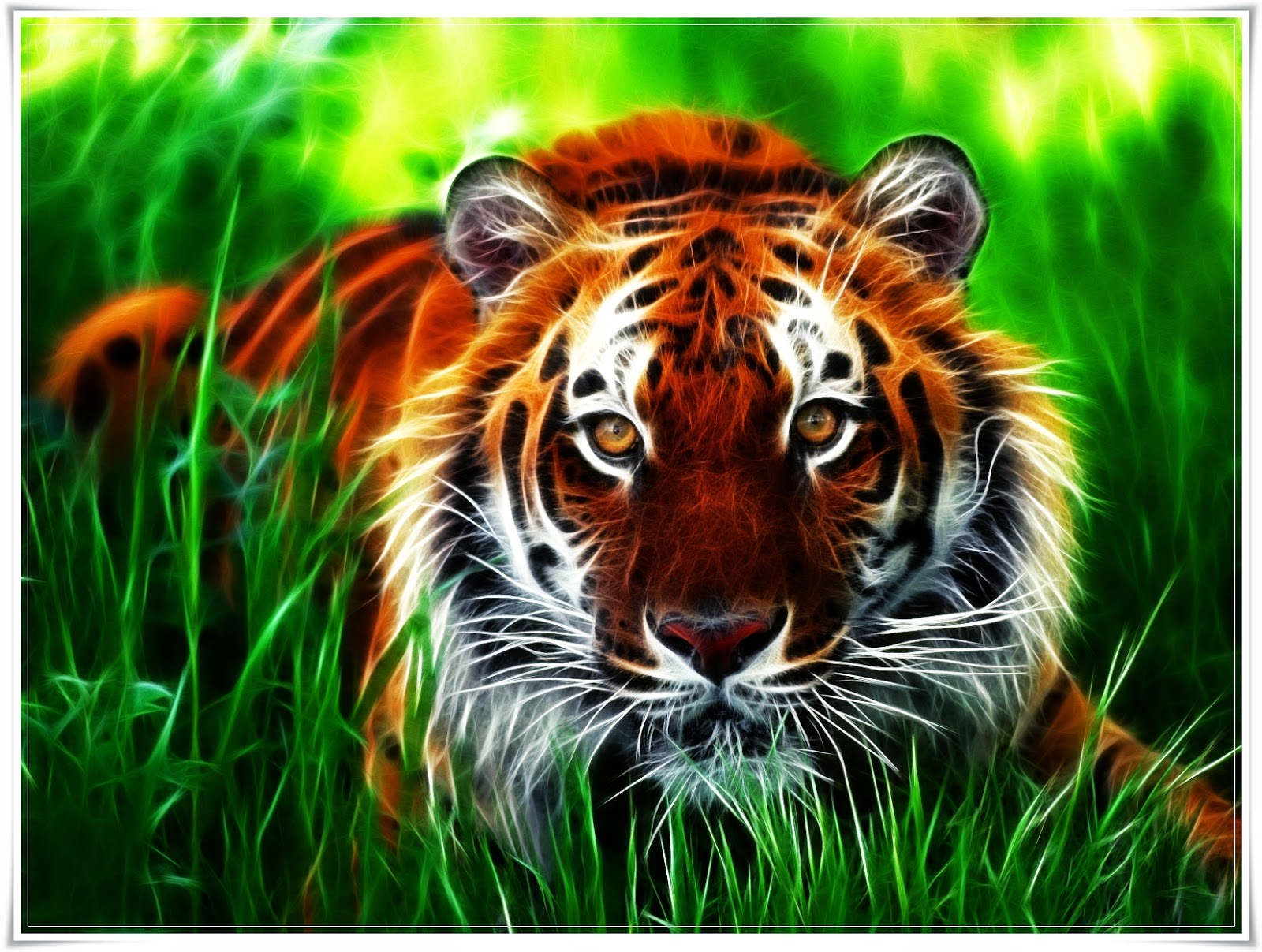 Koleksi Gambar Wallpaper Harimau Keren Bilik Wallpaper