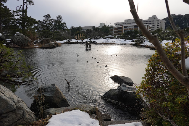 鳥取県米子市西町 湊山公園 池のマガモ