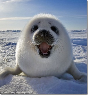 harp seal