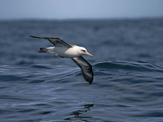 Laysan Albatross off Newport, Oregon, April 18, 2009 by Greg Gillson