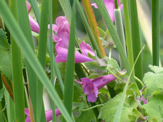 Lophospermum erubescens - Lophosperme grimpant